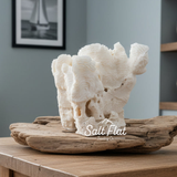 Rugosa Coral 5-7"
