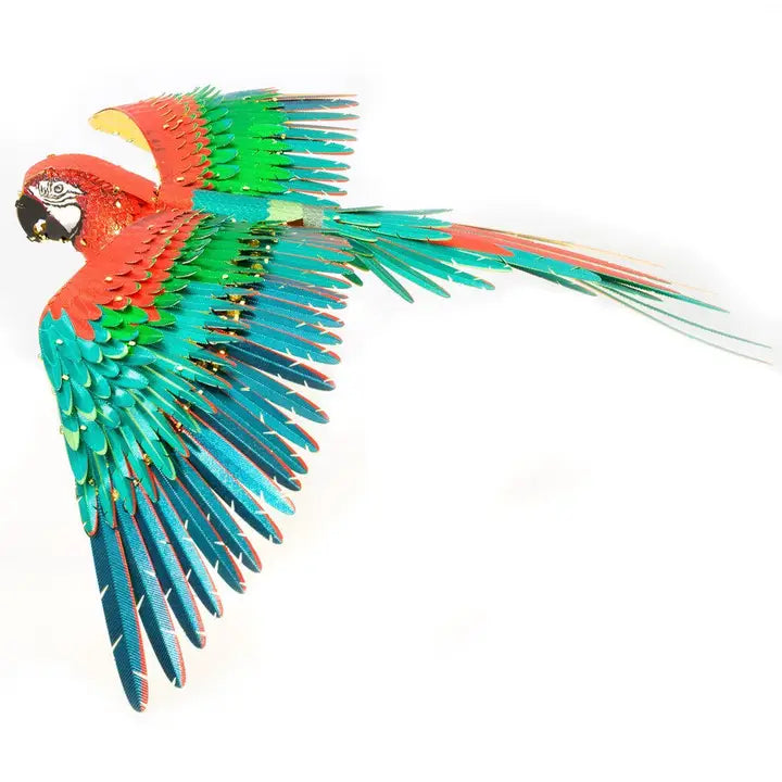 Macaw Parrot - Color