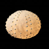 Sea Urchin Light