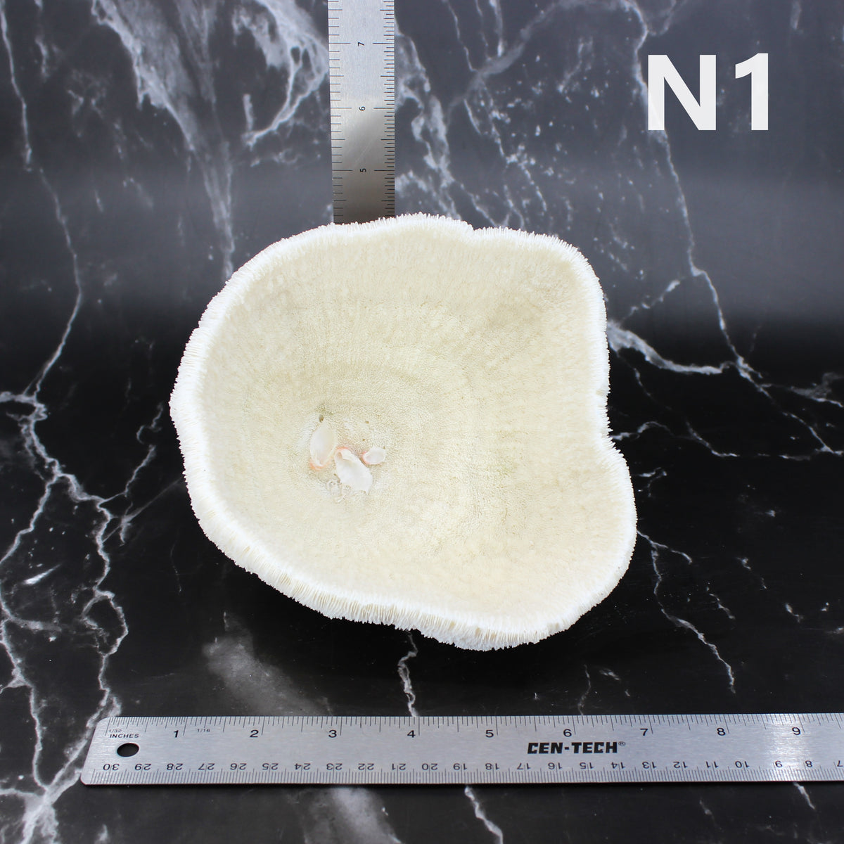 Coral Bowl 6-8"