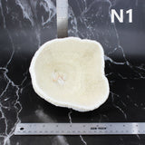 Coral Bowl 6-8"