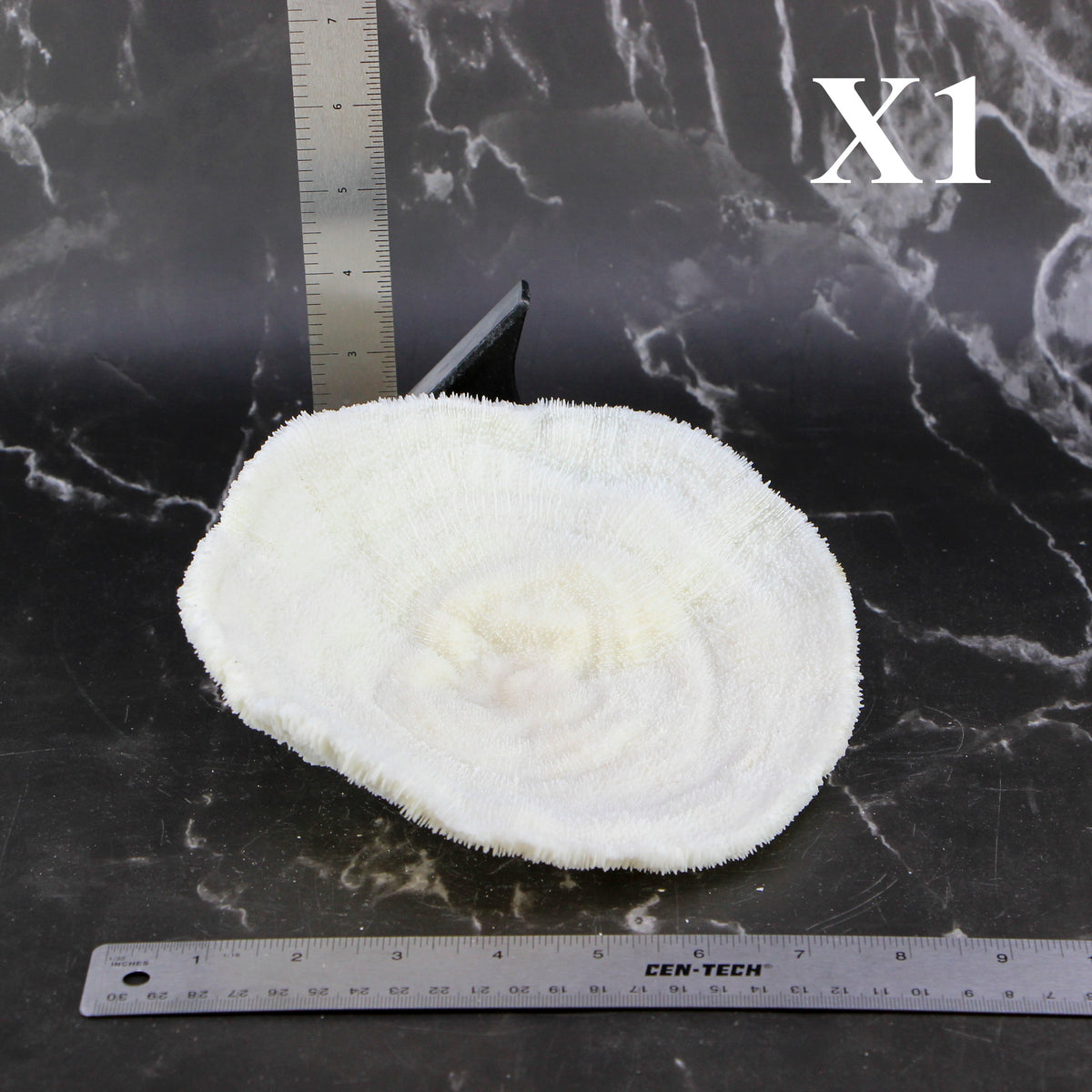 Coral Bowl 6-8"