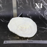 Coral Bowl 6-8"
