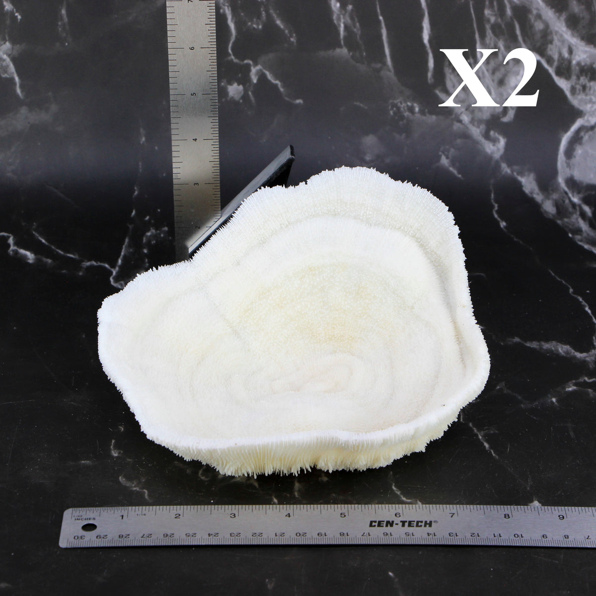 Coral Bowl 6-8"