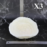 Coral Bowl 6-8"