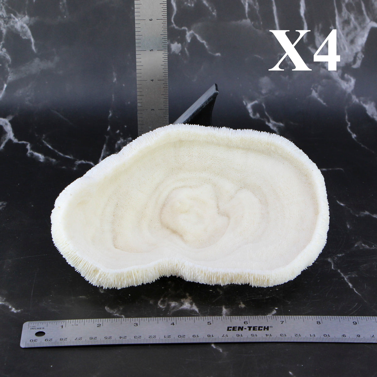 Coral Bowl 6-8"