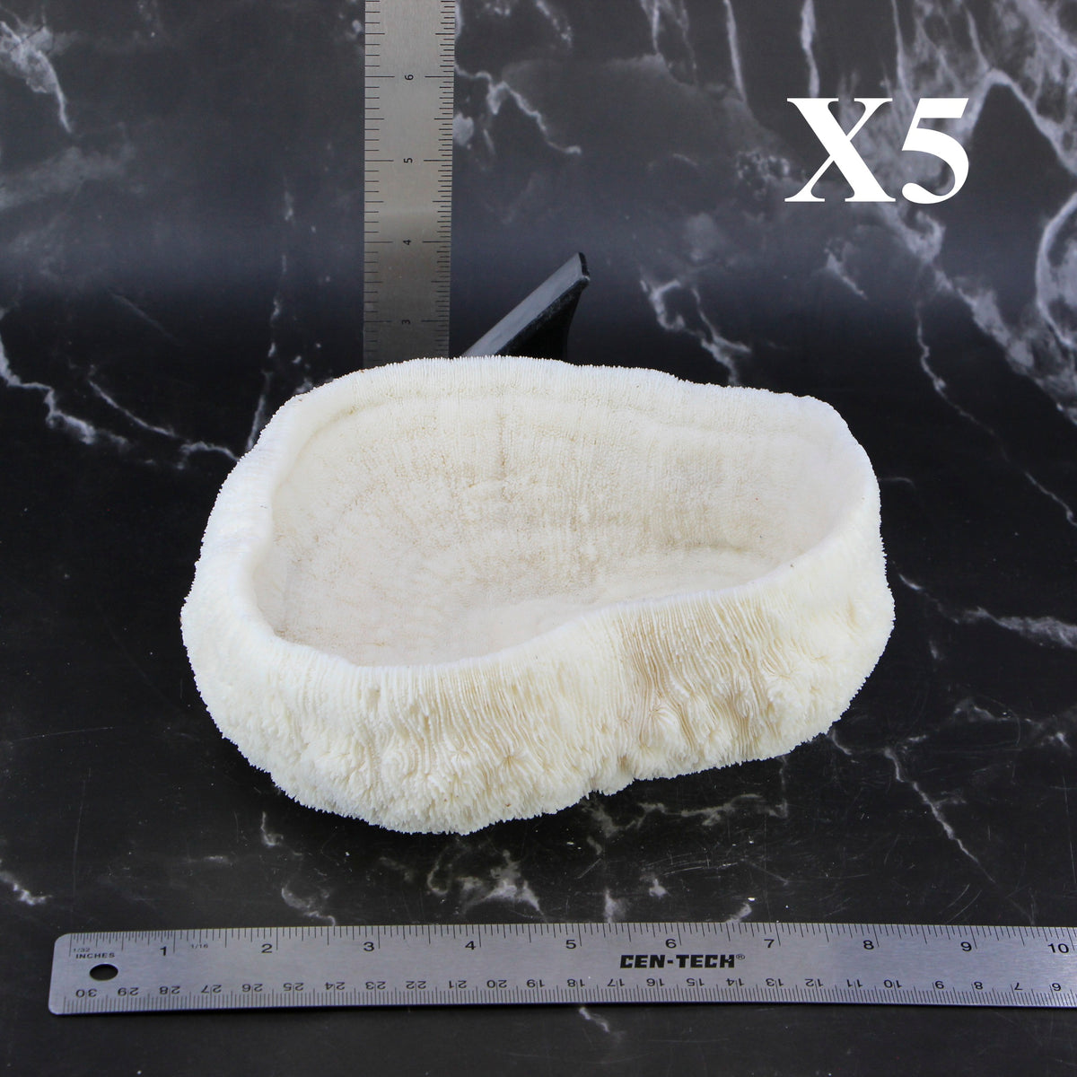 Coral Bowl 6-8"