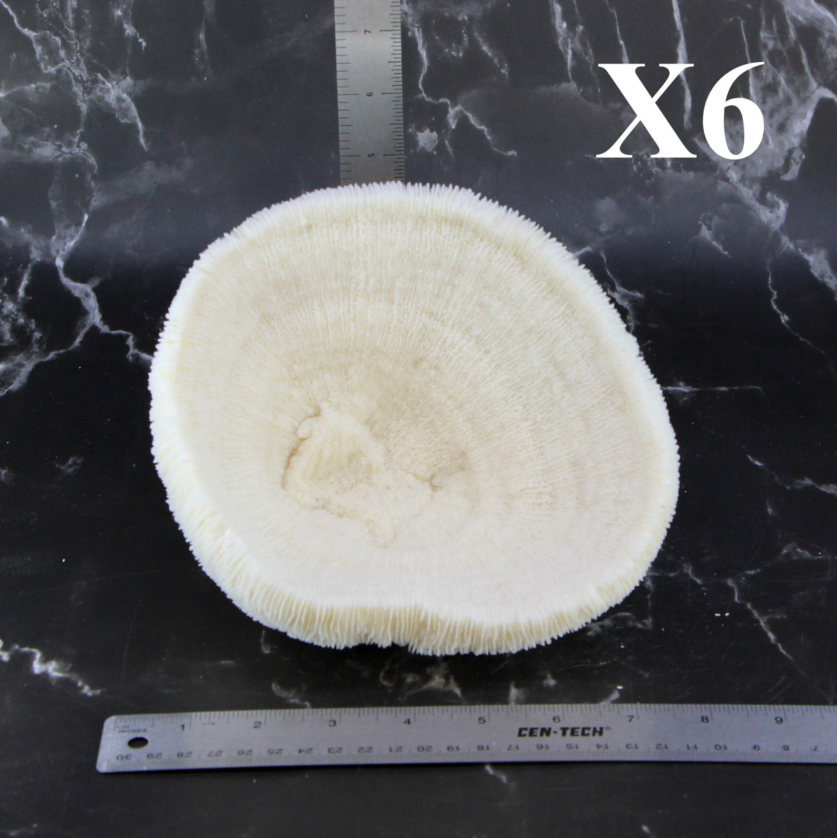 Coral Bowl 6-8"