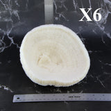 Coral Bowl 6-8"