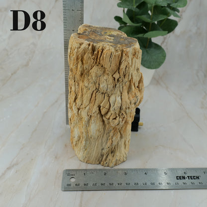 Petrified Wood Branch 6-9"