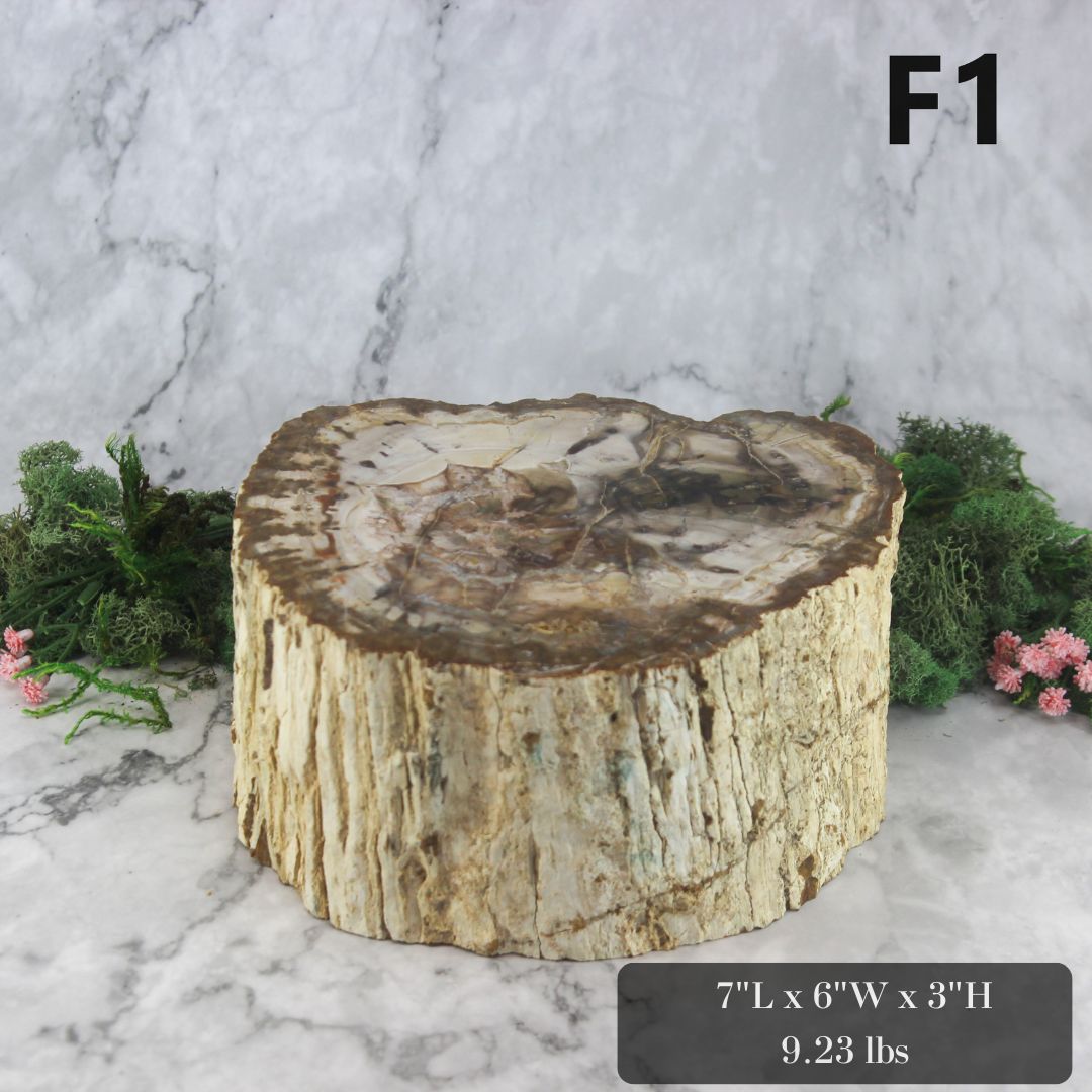 Petrified Wood Branch 6-9"