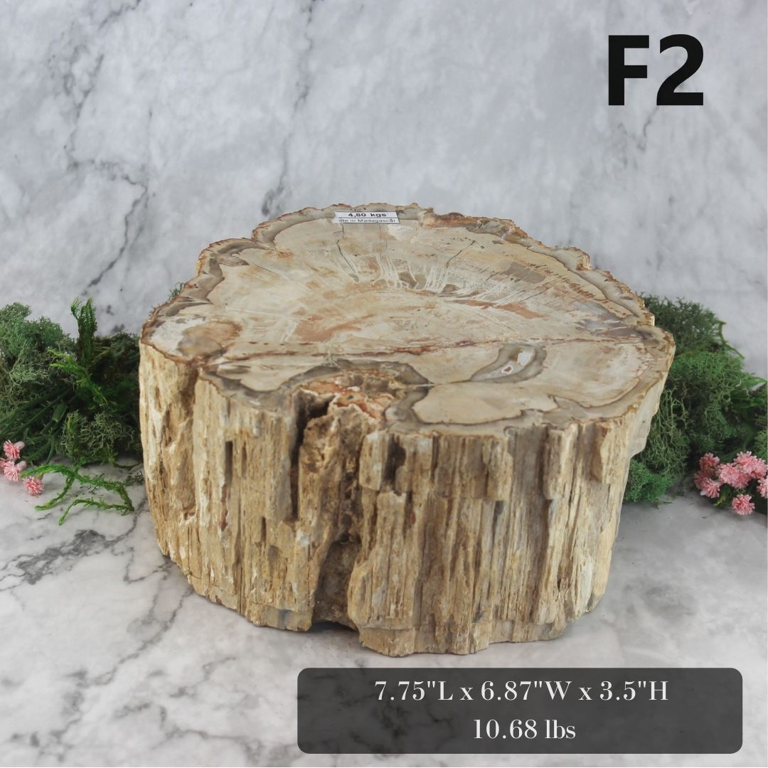 Petrified Wood Branch 6-9"