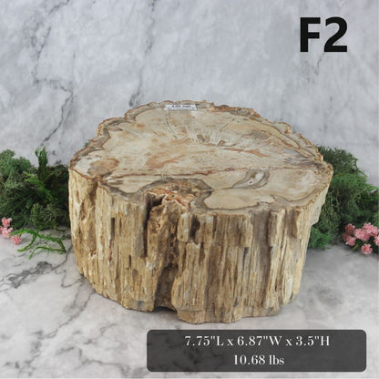 Petrified Wood Branch 6-9"