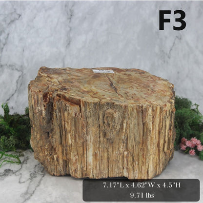 Petrified Wood Branch 6-9"