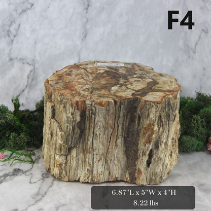 Petrified Wood Branch 6-9"