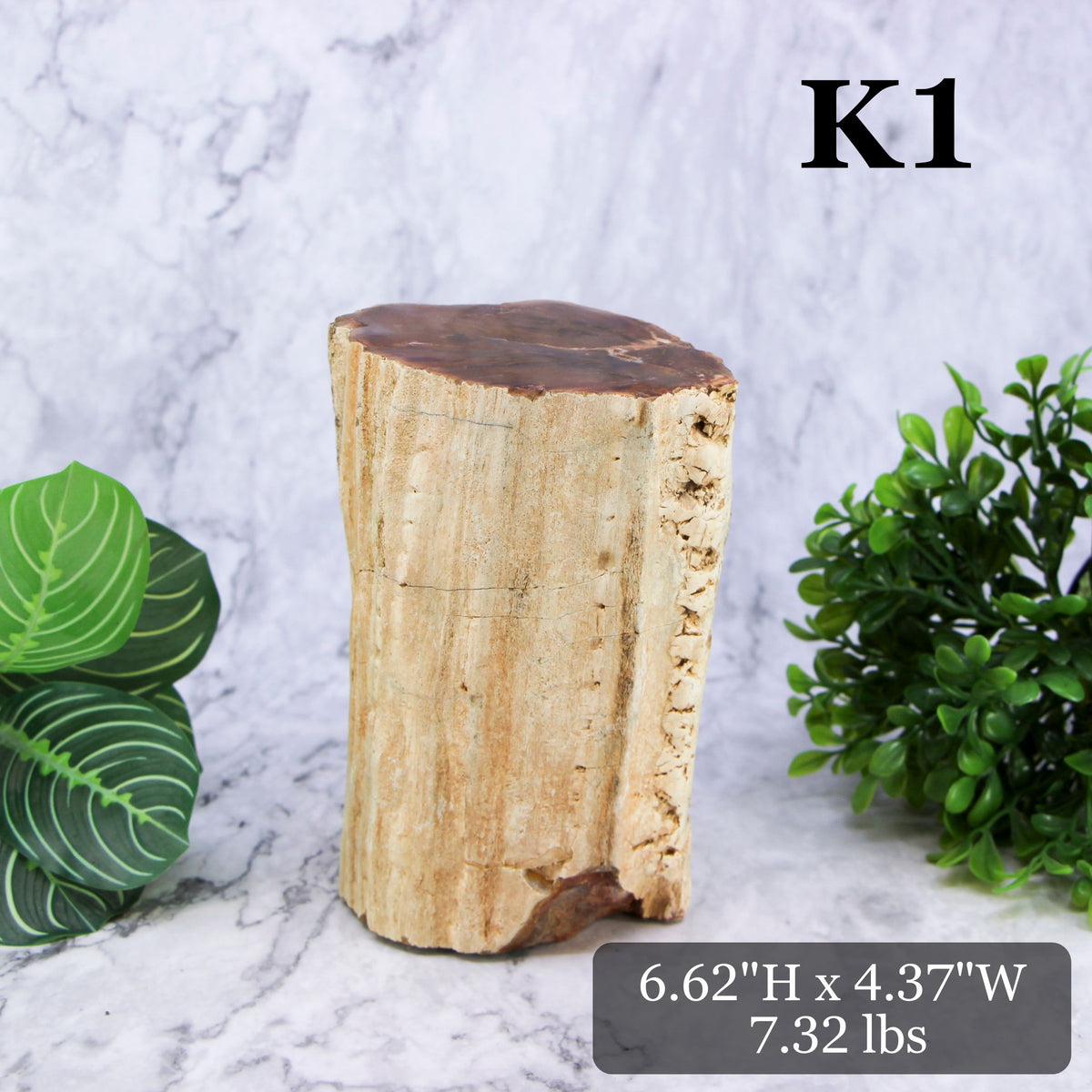 Petrified Wood Branch 6-9"