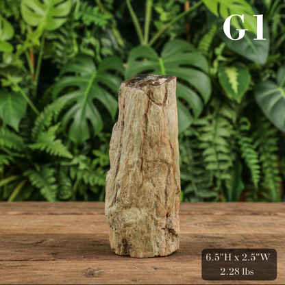 Petrified Wood Branch 6-9"