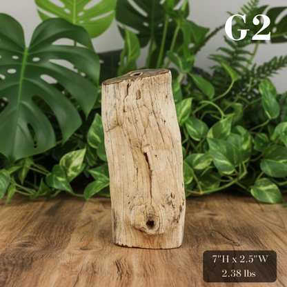 Petrified Wood Branch 6-9"