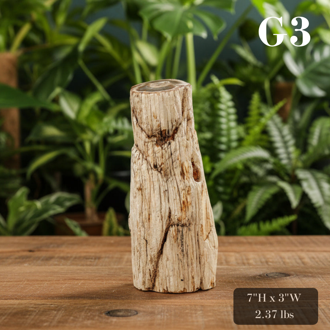 Petrified Wood Branch 6-9"