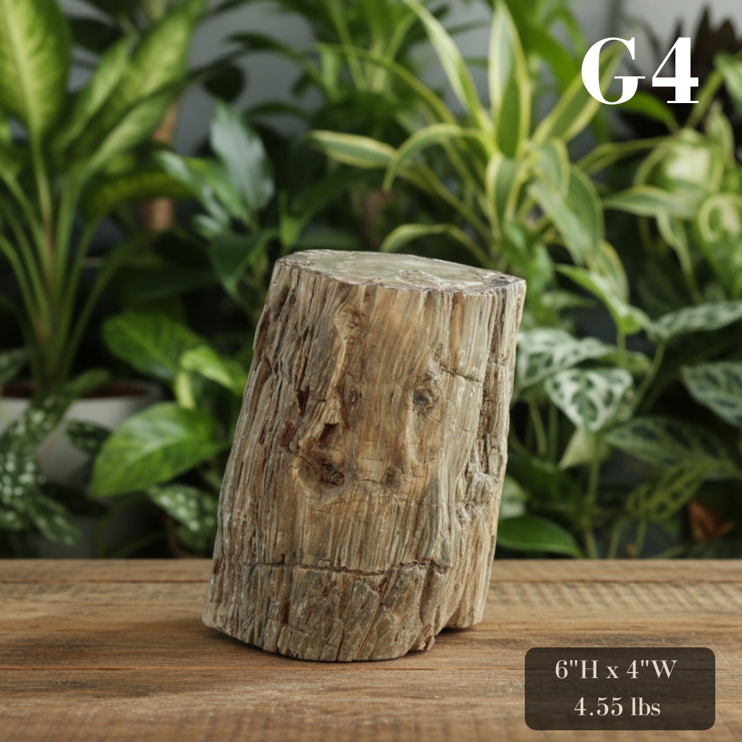 Petrified Wood Branch 6-9"