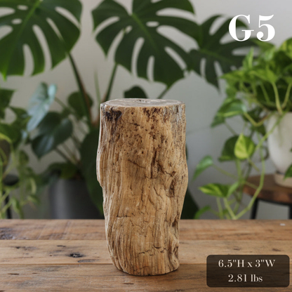 Petrified Wood Branch 6-9"