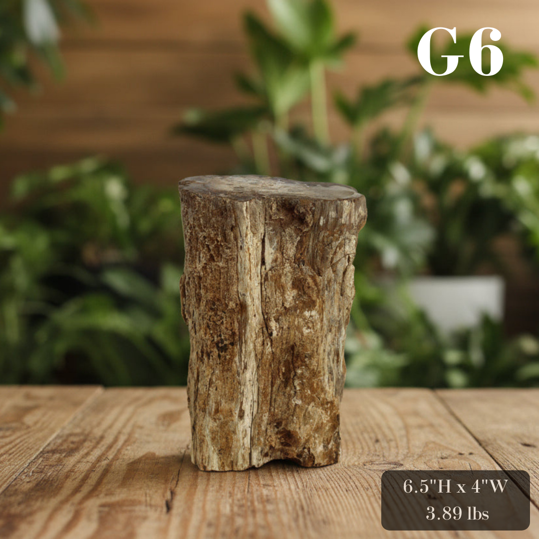 Petrified Wood Branch 6-9"