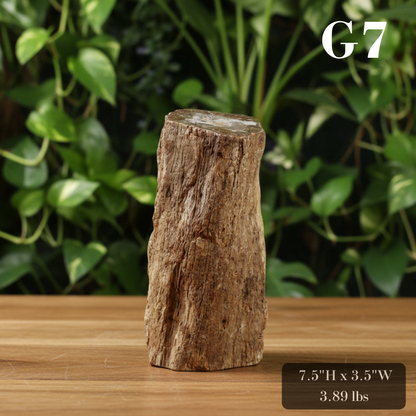 Petrified Wood Branch 6-9"