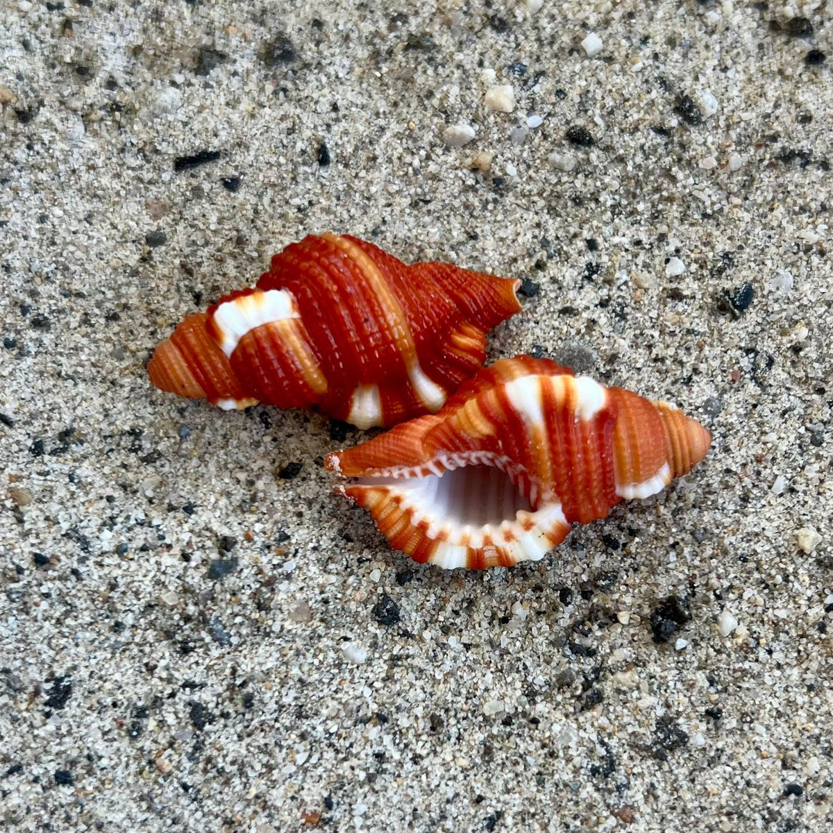 Red Breasted Triton 1"