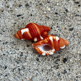 Red Breasted Triton 1"