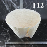 Cup Coral 7-10"