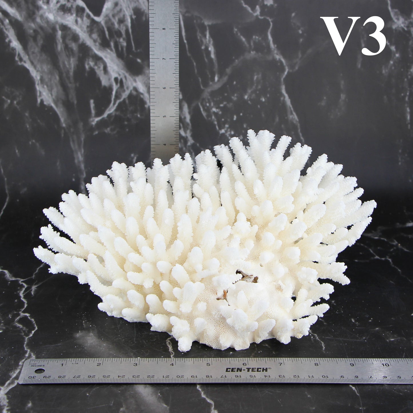 Table Coral 7-10"