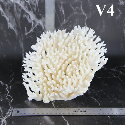 Table Coral 7-10"