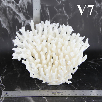 Table Coral 7-10"
