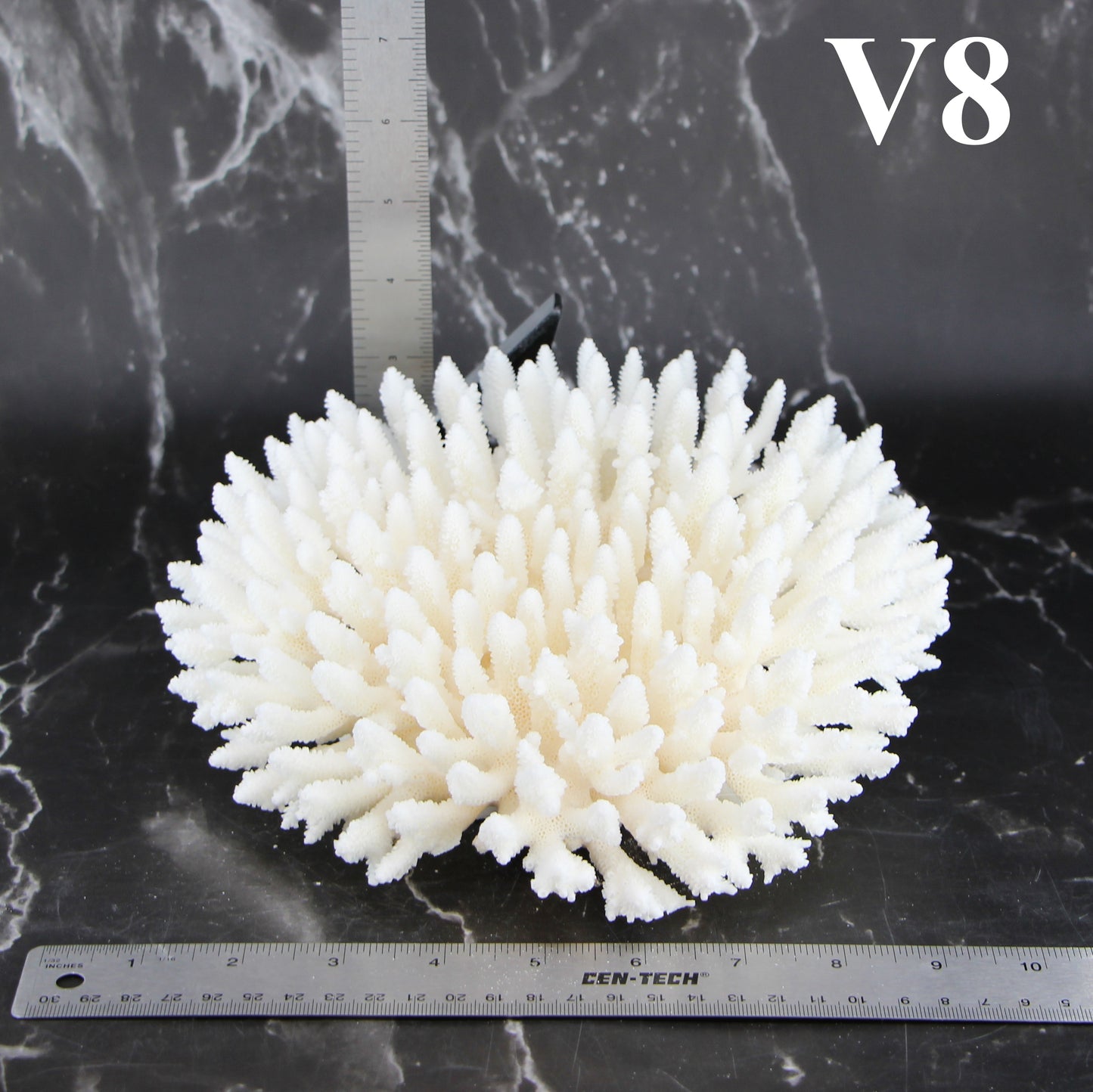 Table Coral 7-10"