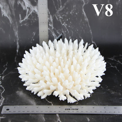 Table Coral 7-10"