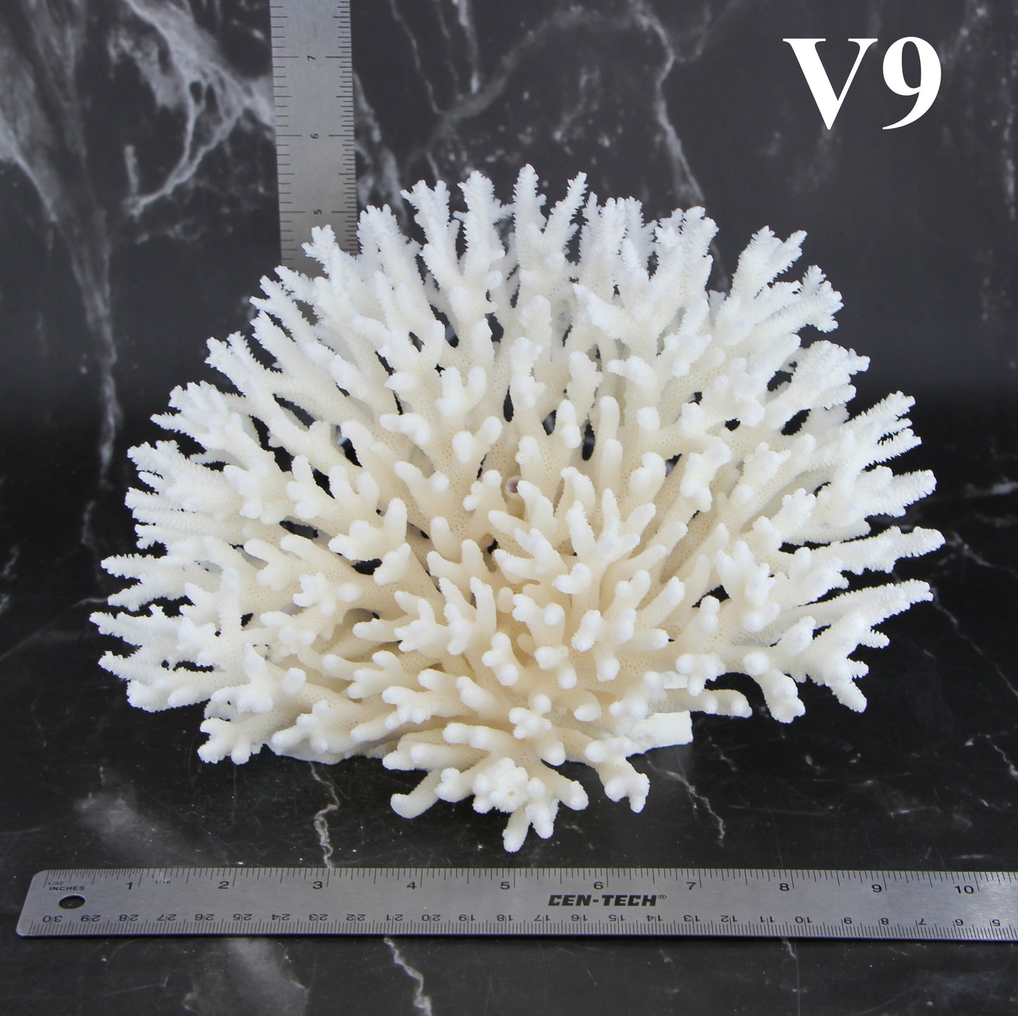 Table Coral 7-10"