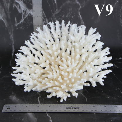 Table Coral 7-10"