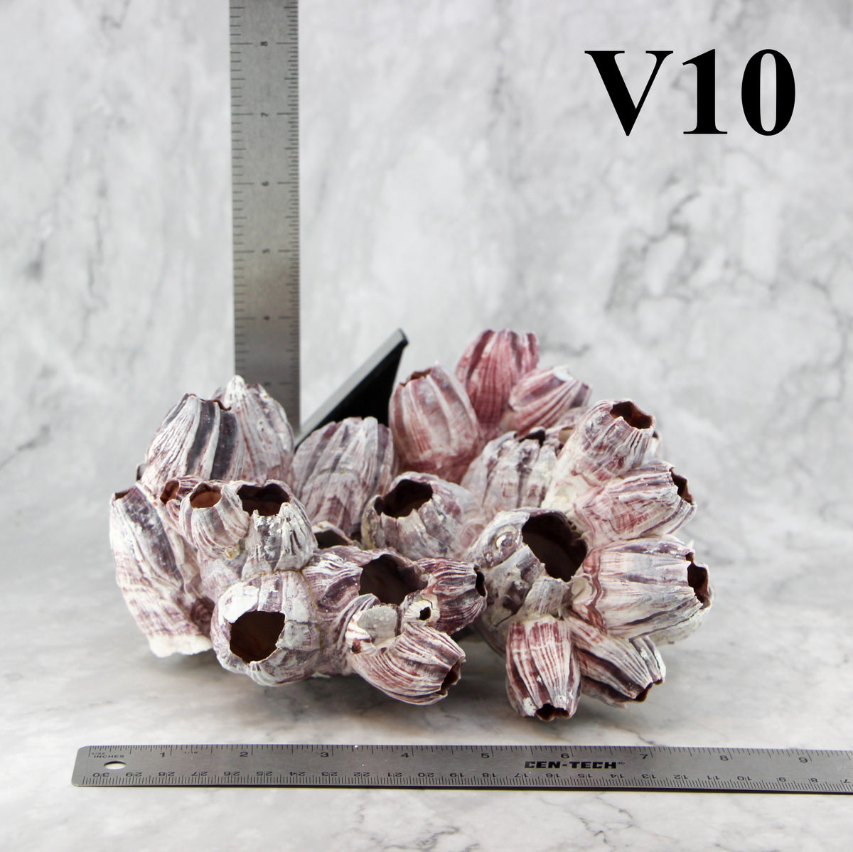 Barnacles 7-10"