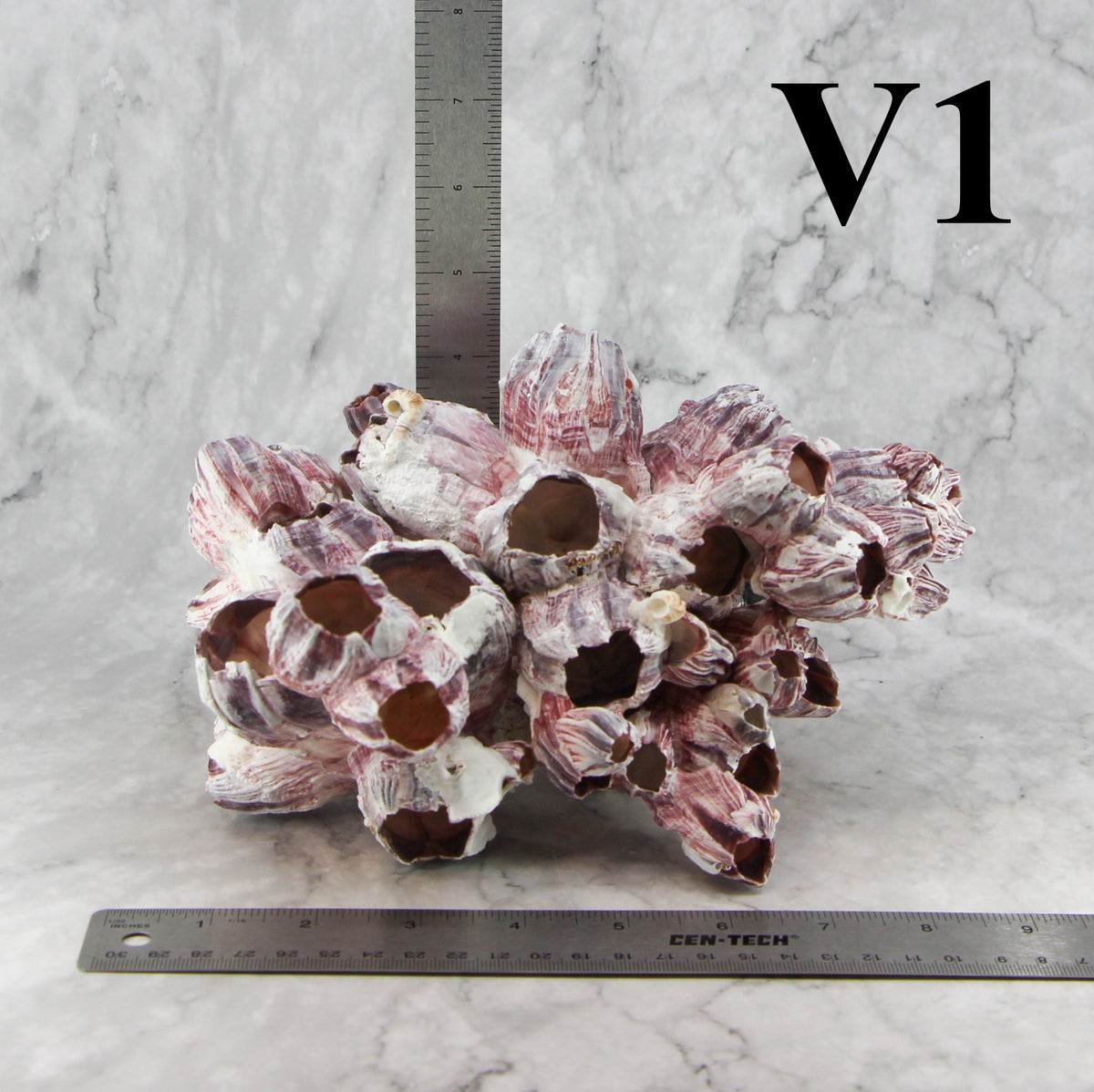 Barnacles 7-10"