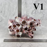 Barnacles 7-10"