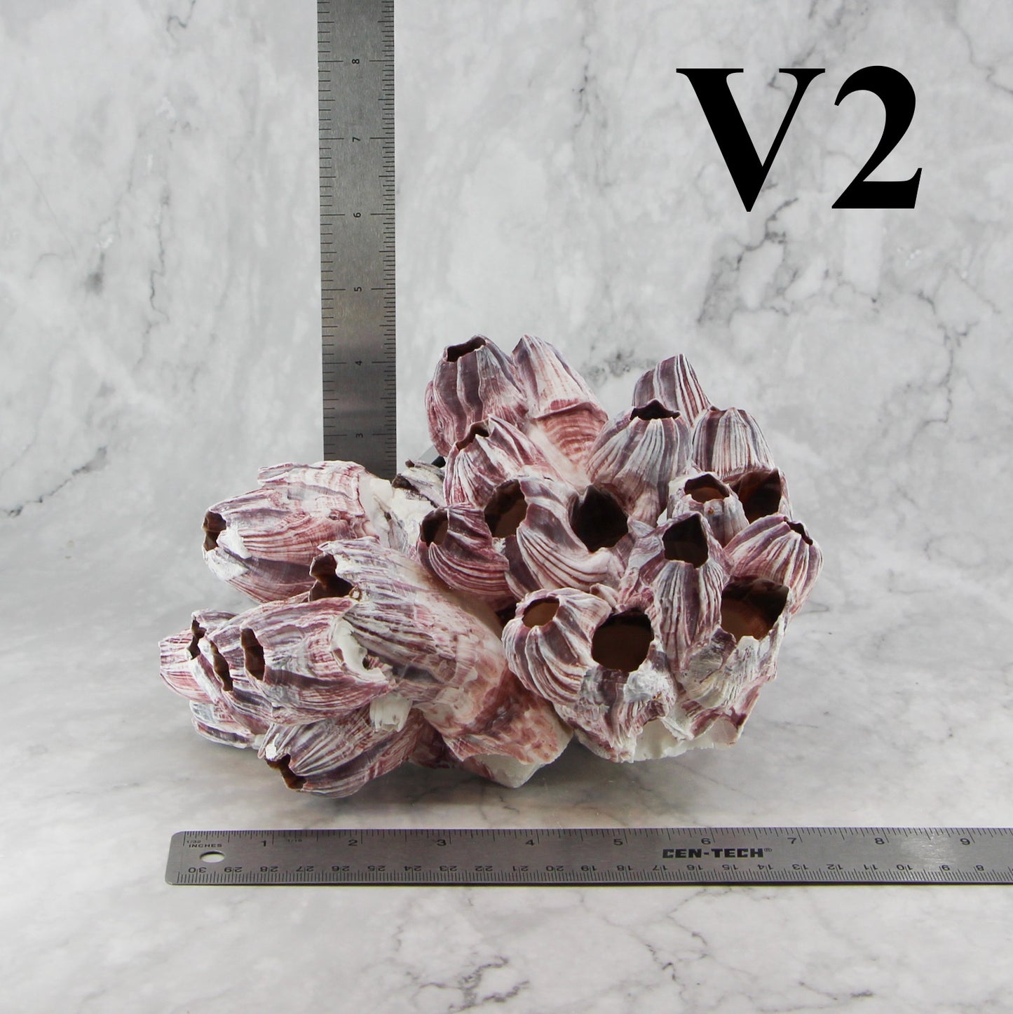 Barnacles 7-10"