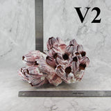 Barnacles 7-10"