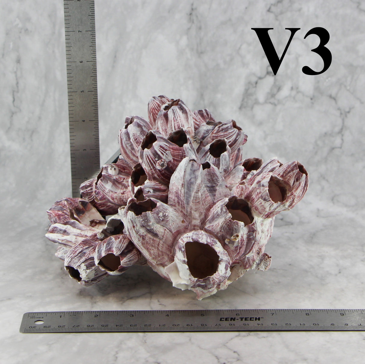 Barnacles 7-10"