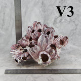 Barnacles 7-10"