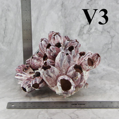 Barnacles 7-10"