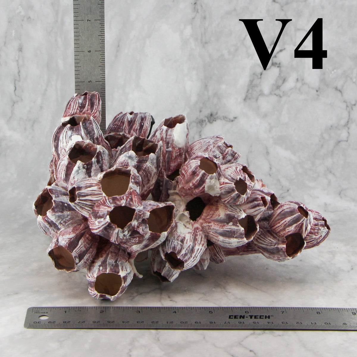 Barnacles 7-10"