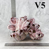 Barnacles 7-10"
