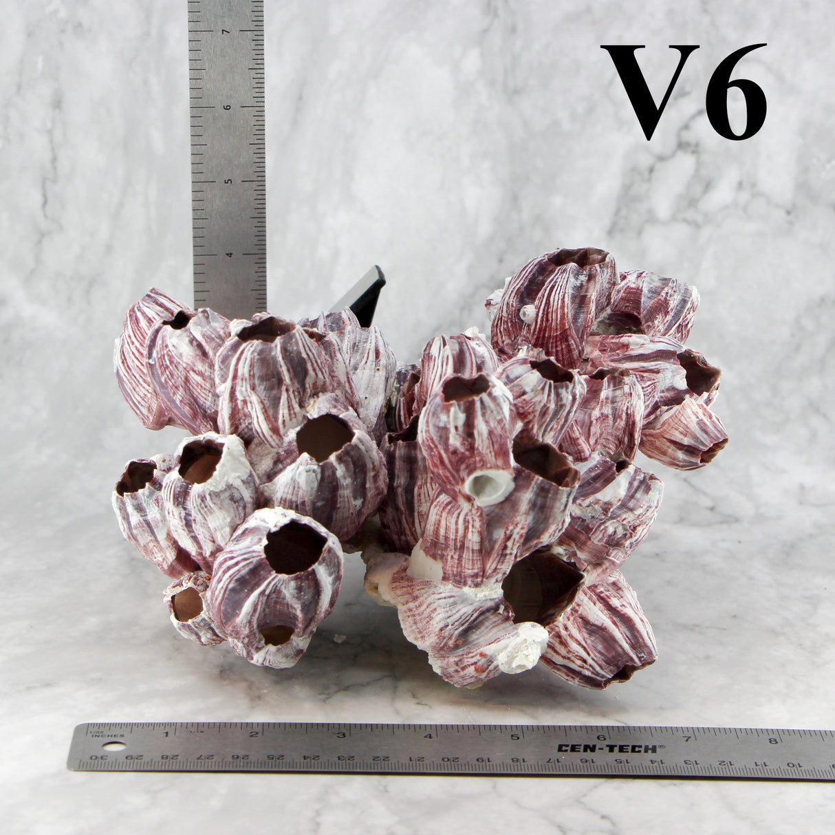 Barnacles 7-10"