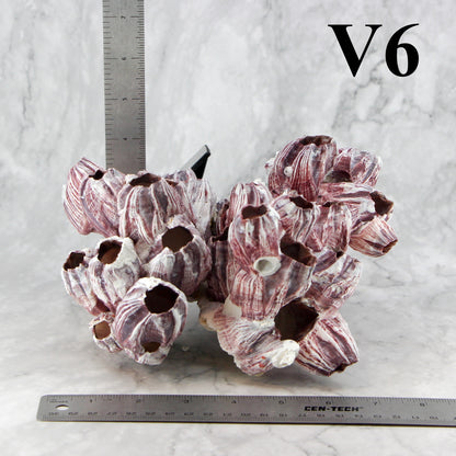 Barnacles 7-10"