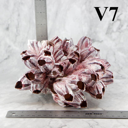 Barnacles 7-10"